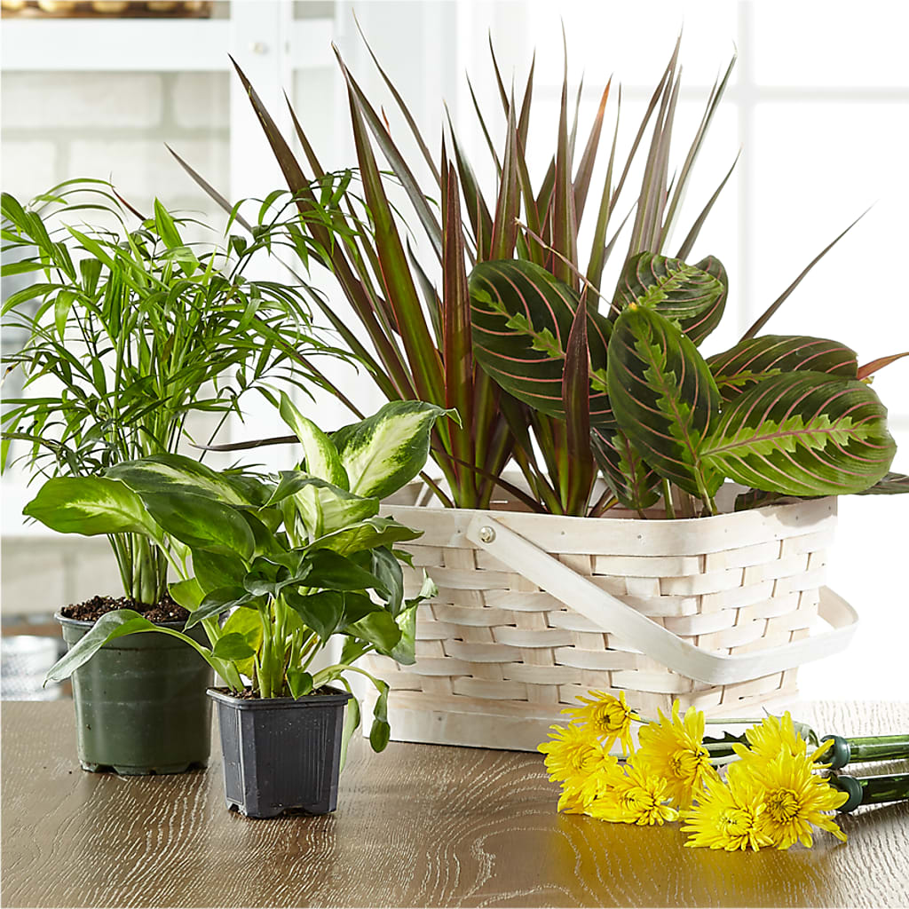Florist Designed Blooming and Green Plants in a Basket – Piedmont Florist, Piedmont MO