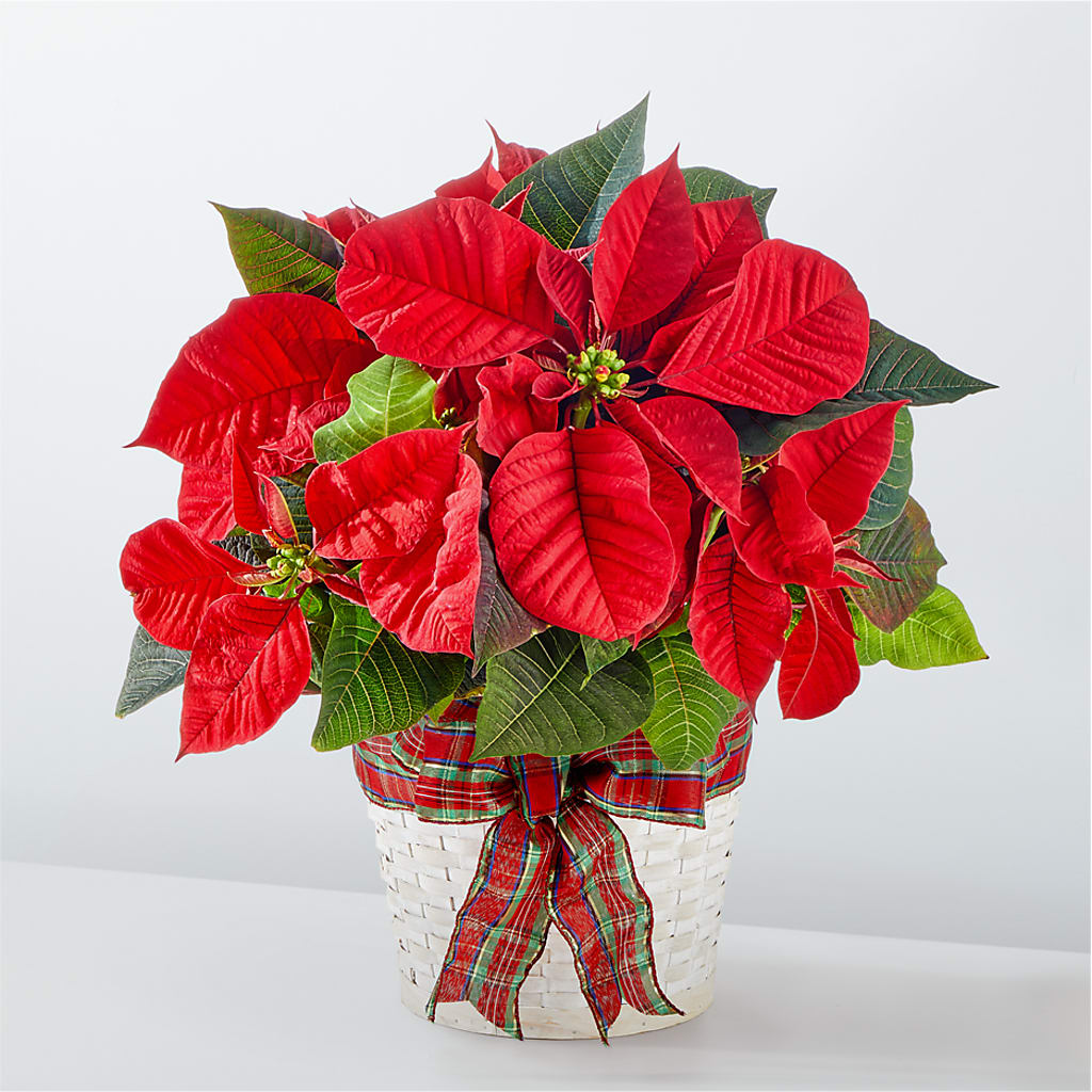 Happiest Holidays Poinsettia – Piedmont Florist, Piedmont MO
