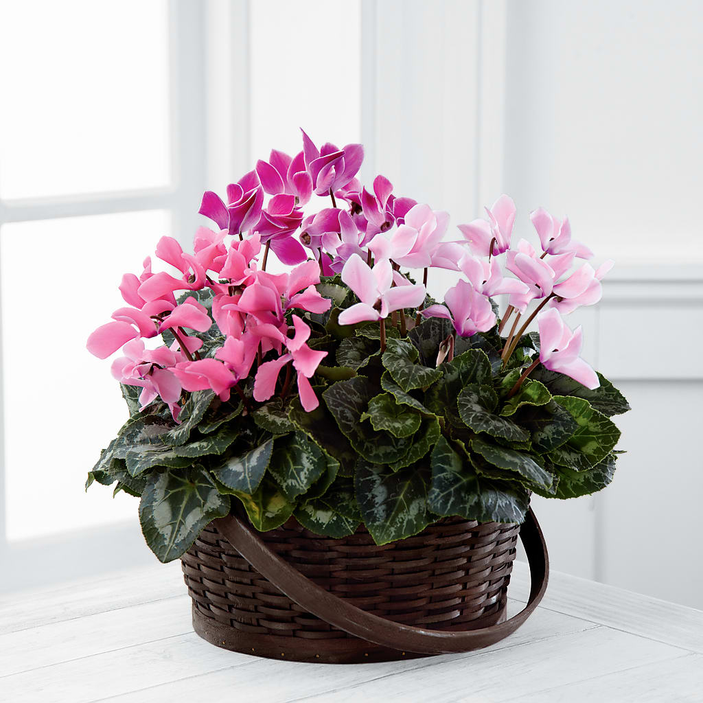Mixed Cyclamen Planter – Piedmont Florist, Piedmont MO