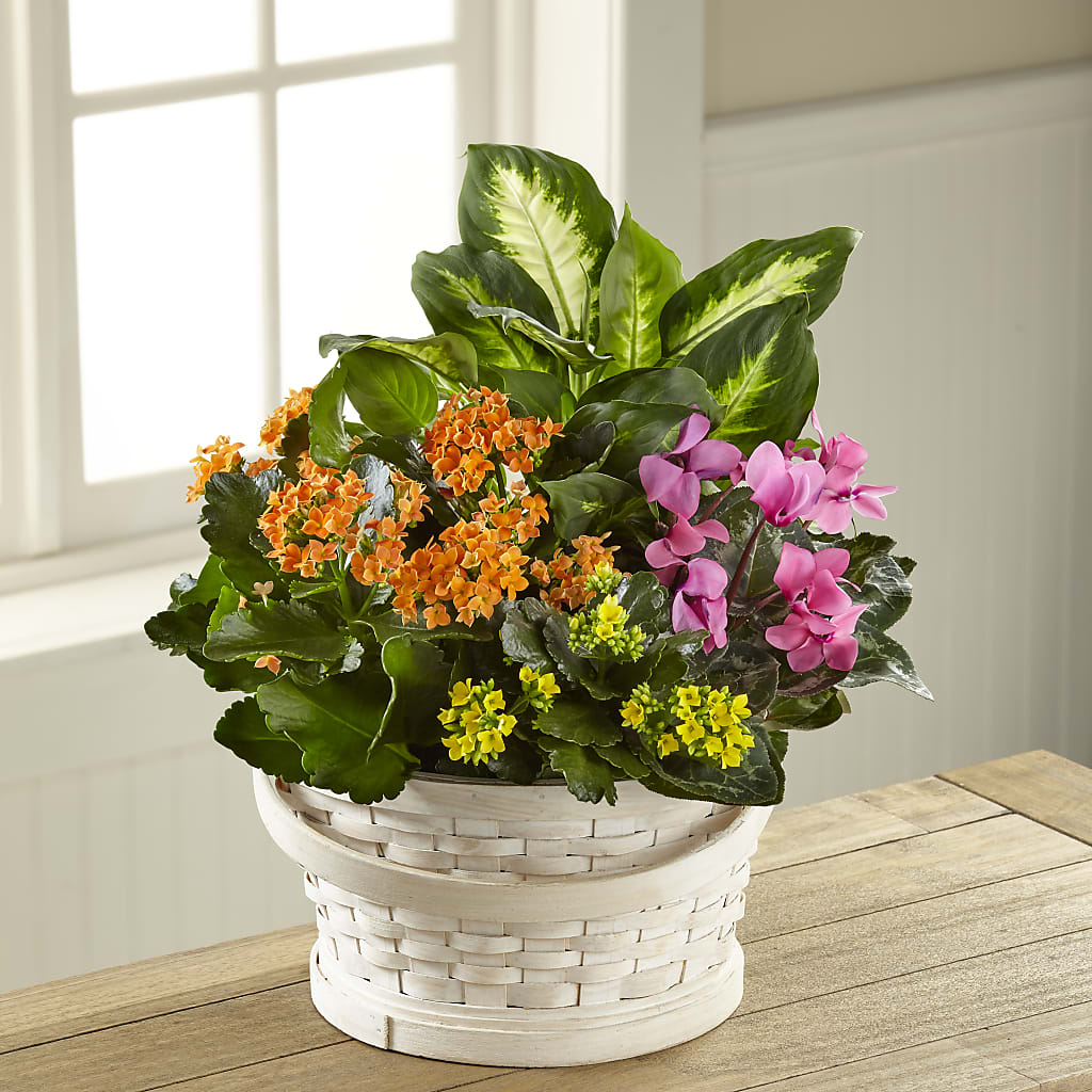 Color Crush Dishgarden – Piedmont Florist, Piedmont MO
