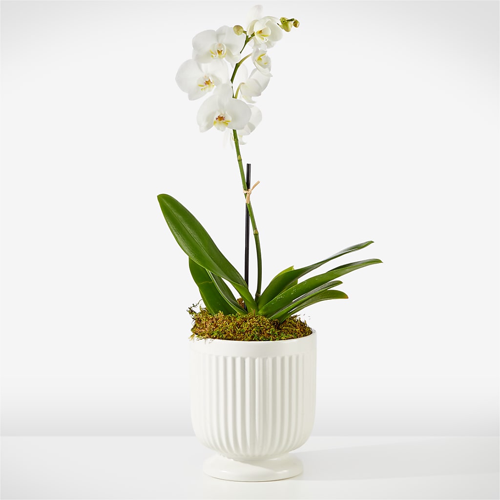 Whispering White Orchid – Piedmont Florist, Piedmont MO