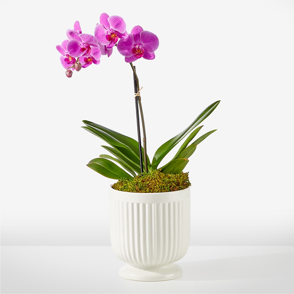Friendly Fuchsia Orchid – Piedmont Florist, Piedmont MO