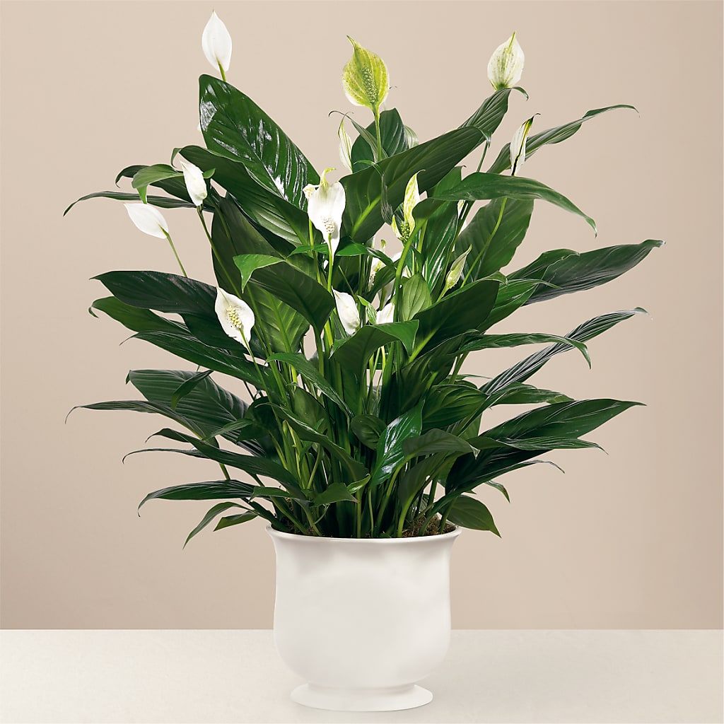 Comfort Planter – Piedmont Florist, Piedmont MO
