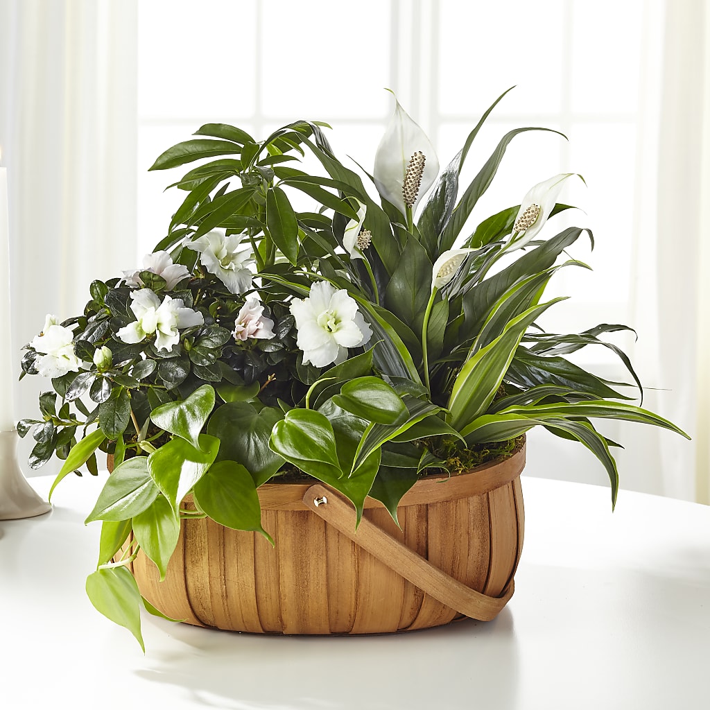 Serene Dishgarden – Piedmont Florist, Piedmont MO