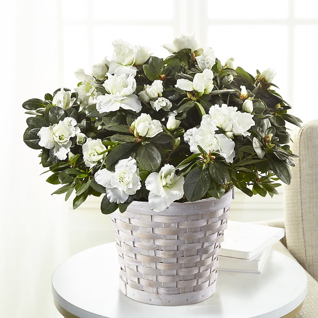 White Azalea Plant – Piedmont Florist, Piedmont MO