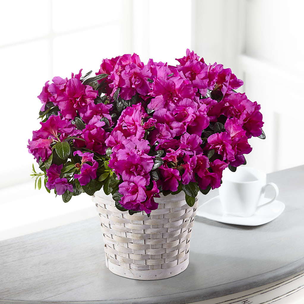 Hope & Serenity Azalea Plant – Piedmont Florist, Piedmont MO