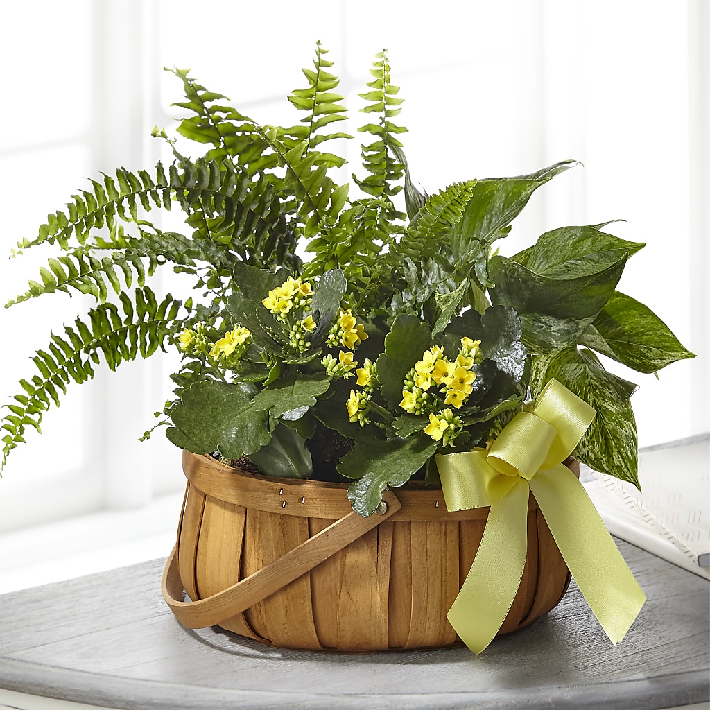 Always Dear Dishgarden – Piedmont Florist, Piedmont MO