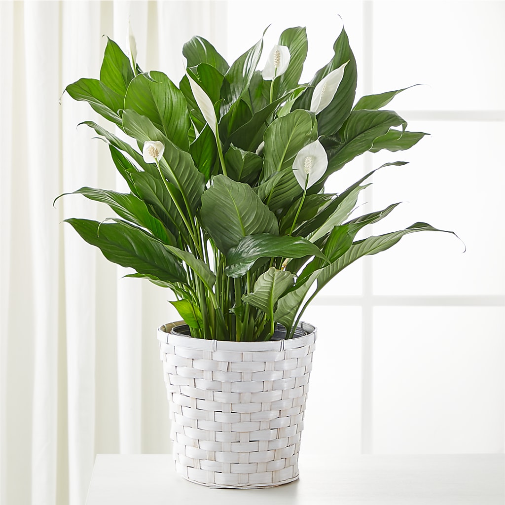 A New Leaf Peace Lily – Piedmont Florist, Piedmont MO