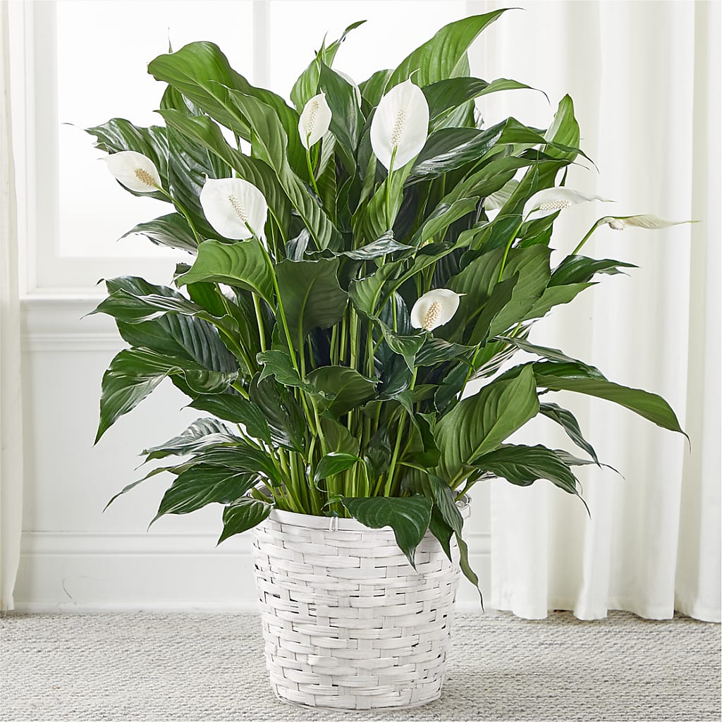 A New Leaf Peace Lily – Piedmont Florist, Piedmont MO