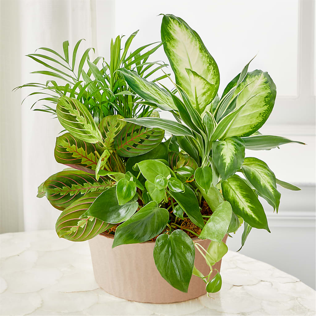 Balance & Harmony Dishgarden – Piedmont Florist, Piedmont MO