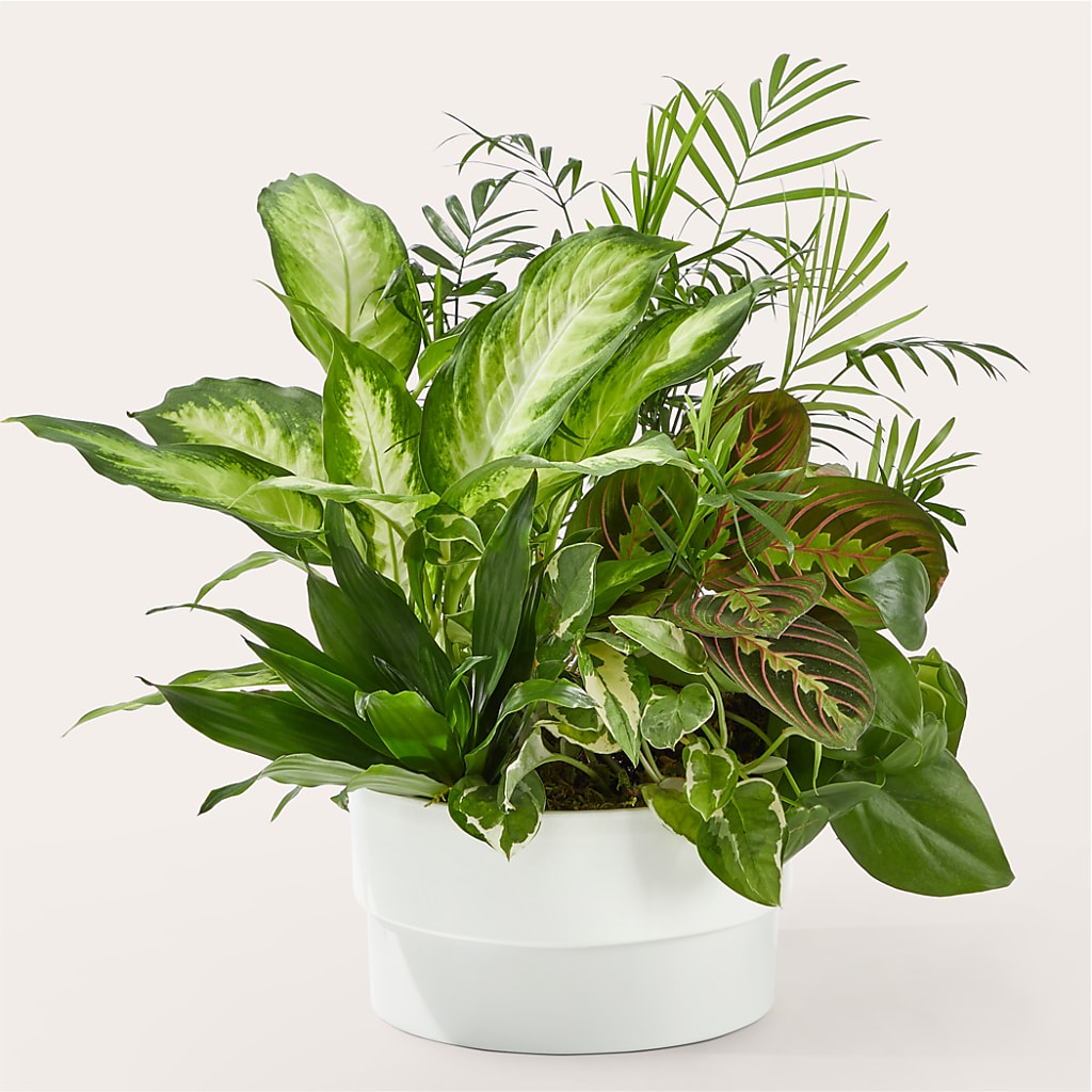 Radiating Positivity Dishgarden – Piedmont Florist, Piedmont MO