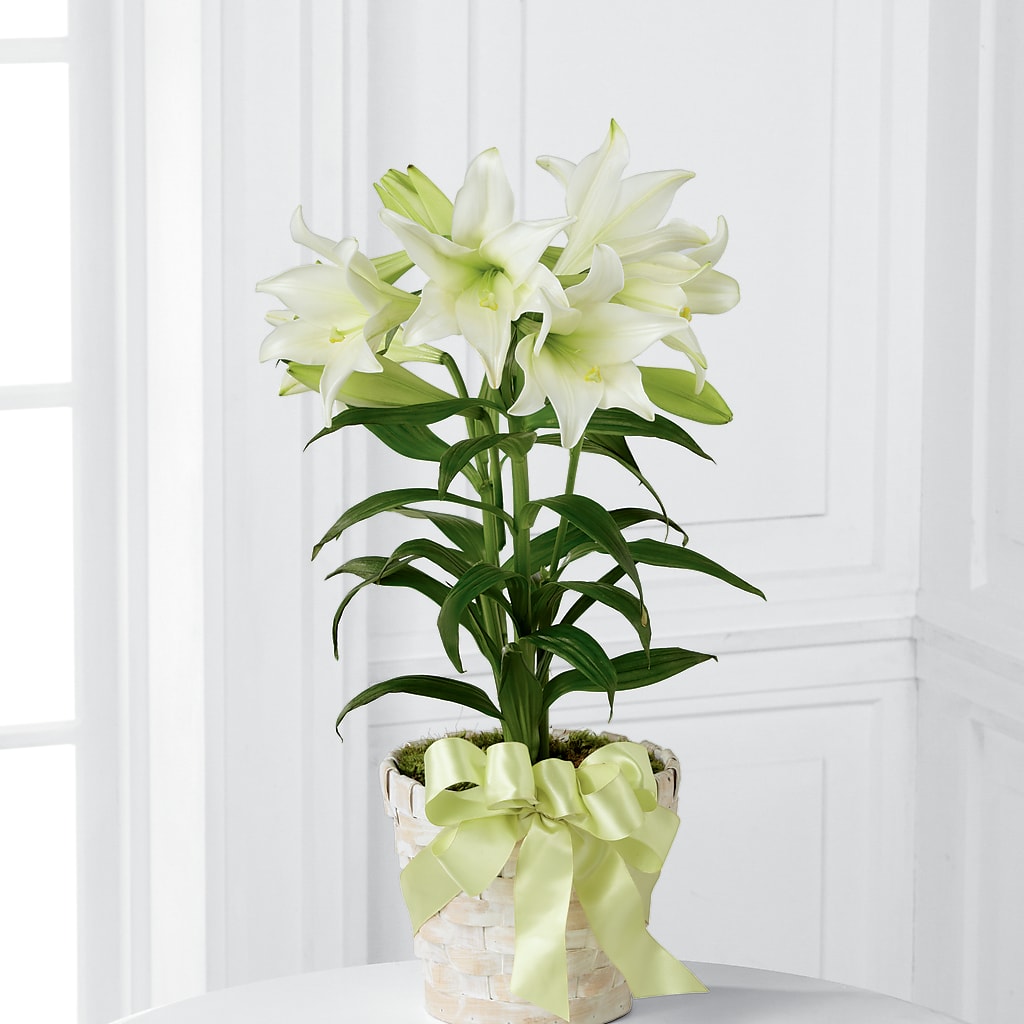 Easter Lily Plant –  Piedmont Florist, Piedmont MO