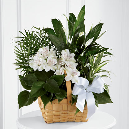 Peace & Serenity Dishgarden –  Piedmont Florist, Piedmont MO