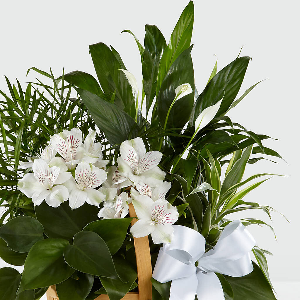 Peace & Serenity Dishgarden –  Piedmont Florist, Piedmont MO