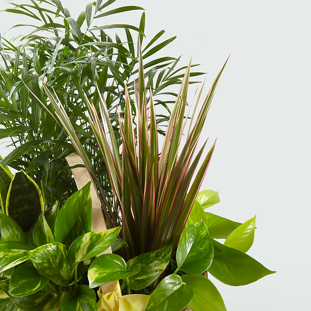 French Garden –  Piedmont Florist, Piedmont MO