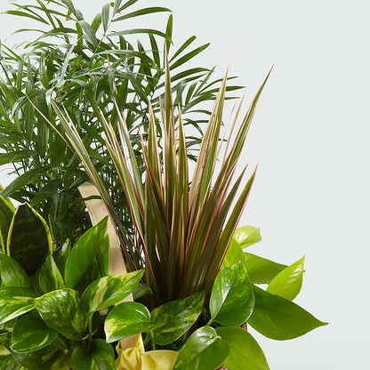 French Garden –  Piedmont Florist, Piedmont MO