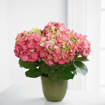 Pink Hydrangea Planter –  Piedmont Florist, Piedmont MO