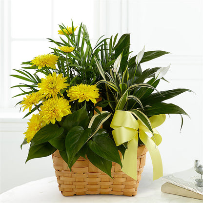 Loving Light Dishgarden –  Piedmont Florist, Piedmont MO