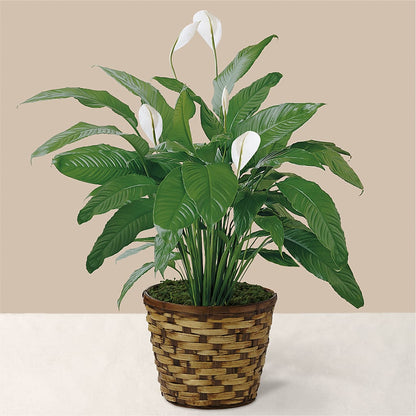 Tranquil Moments Peace Lily Plant –  Piedmont Florist, Piedmont MO