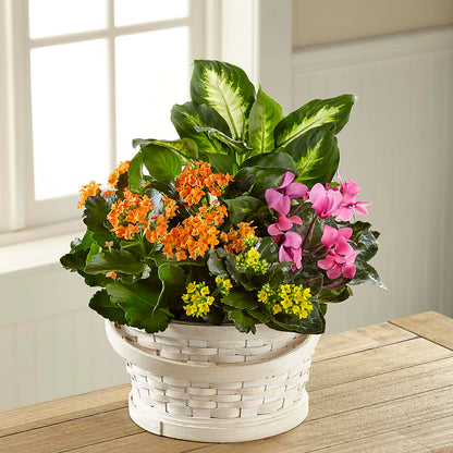 Color Crush Dishgarden –  Piedmont Florist, Piedmont MO