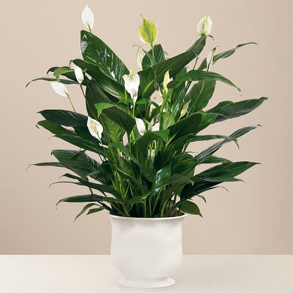 Comfort Planter –  Piedmont Florist, Piedmont MO