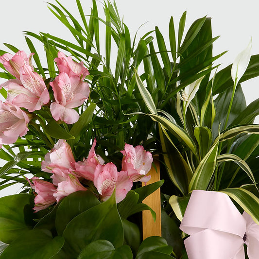 Living Spirit Dishgarden –  Piedmont Florist, Piedmont MO