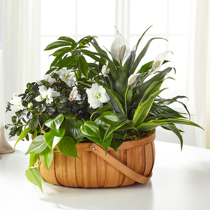 Serene Dishgarden –  Piedmont Florist, Piedmont MO