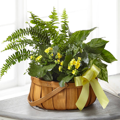 Always Dear Dishgarden –  Piedmont Florist, Piedmont MO