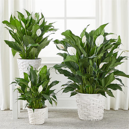 A New Leaf Peace Lily –  Piedmont Florist, Piedmont MO