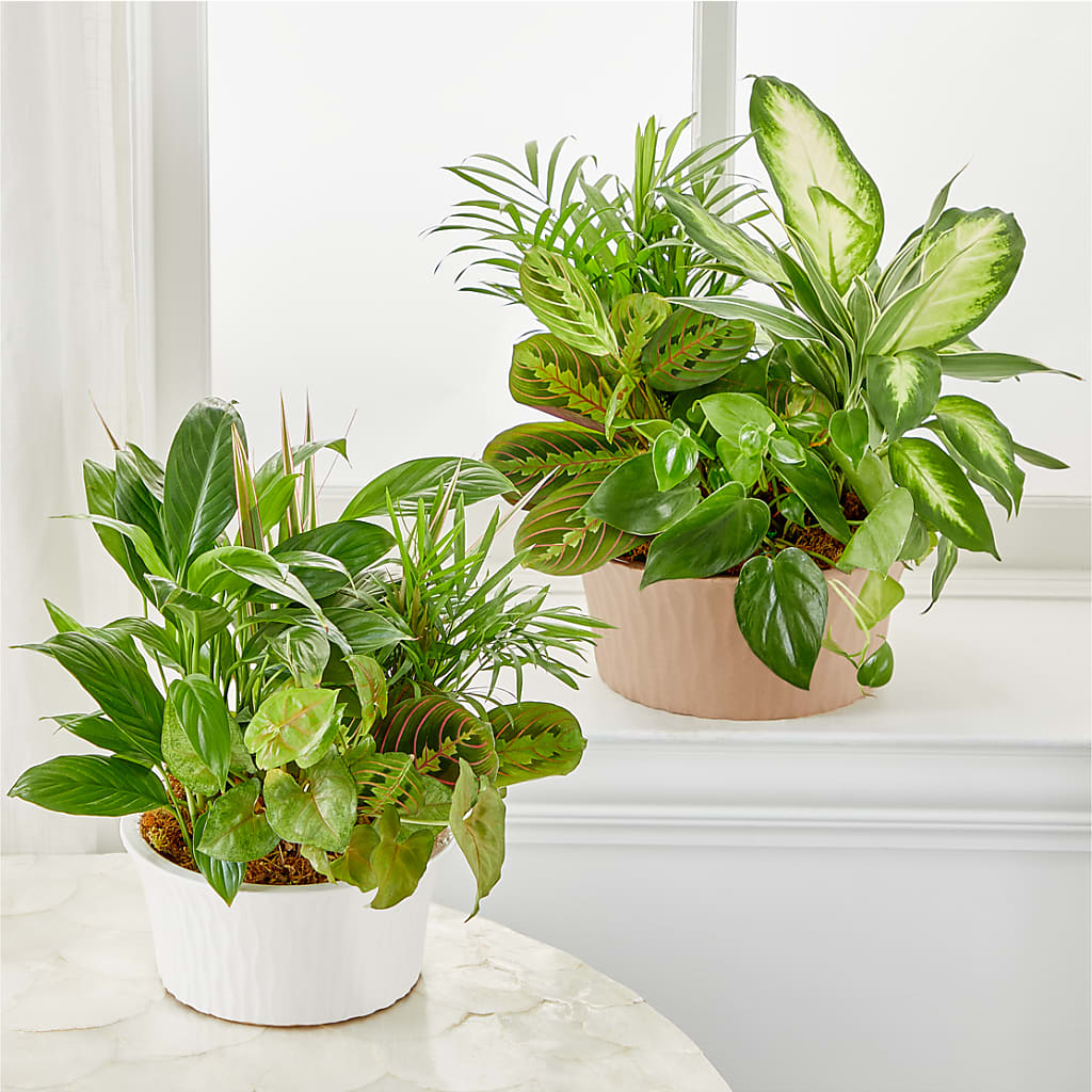 Balance & Harmony Dishgarden –  Piedmont Florist, Piedmont MO